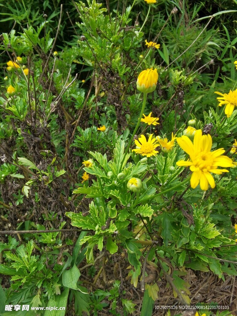 黃色菊花綻放于綠葉間
