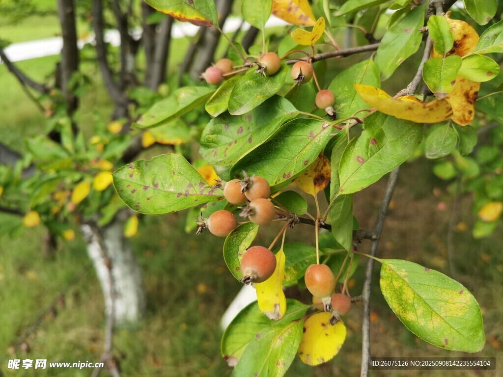 枝頭掛果的綠色植物