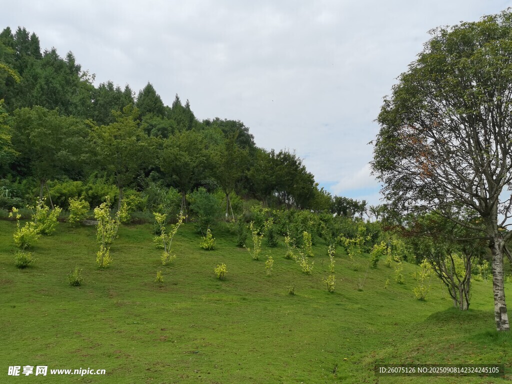 綠意盎然的山坡田園風(fēng)光