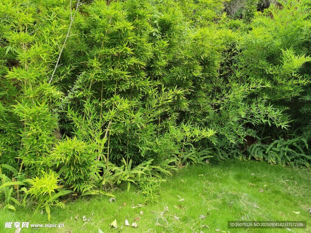 綠意盎然的庭院綠植角落