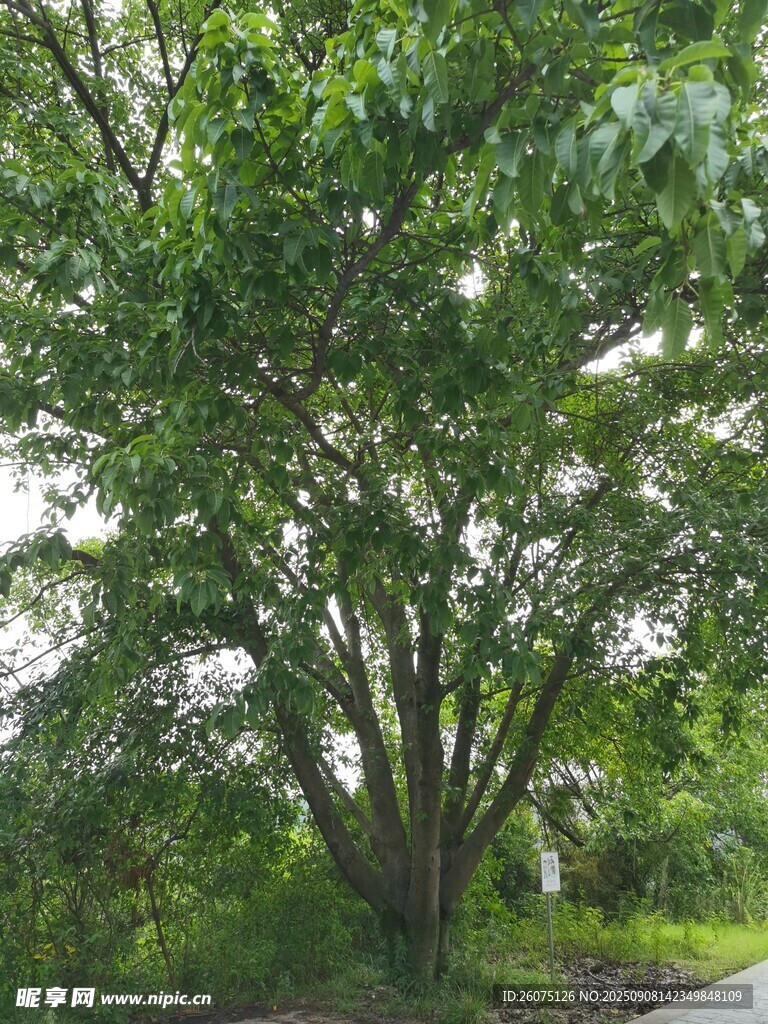 路邊繁茂大樹綠意盎然