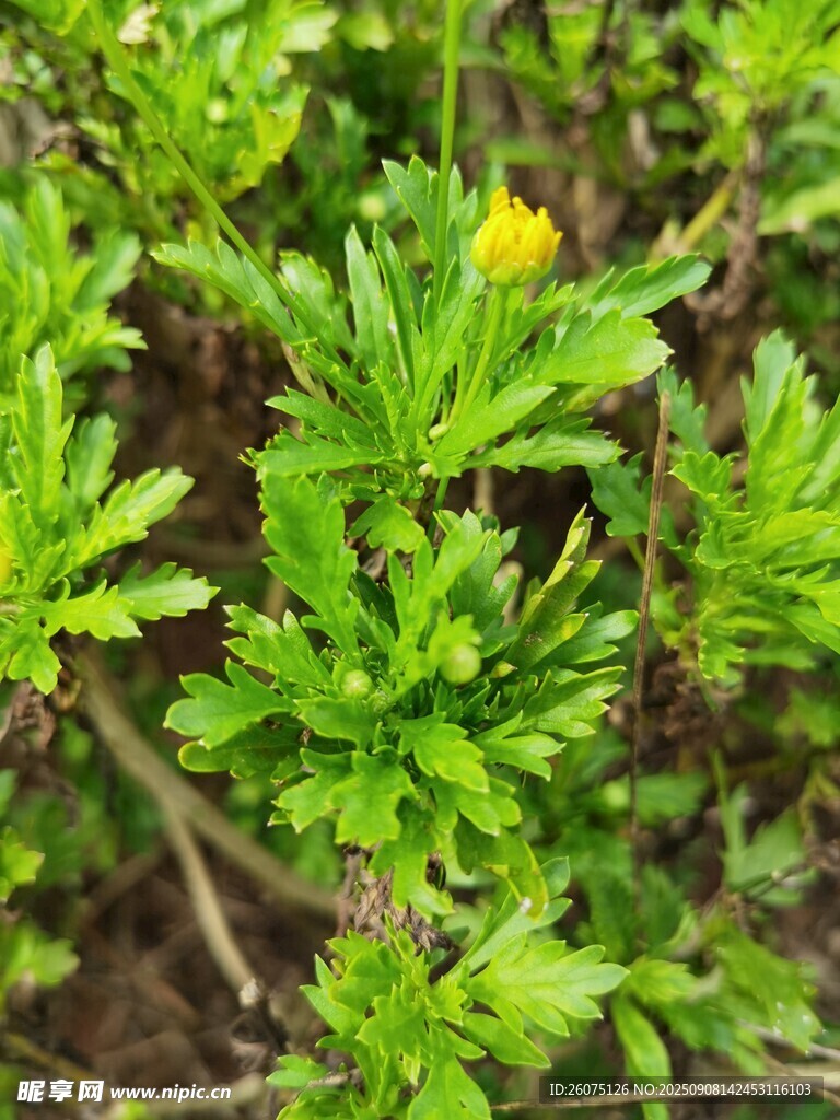 菊花植株與黃色小花