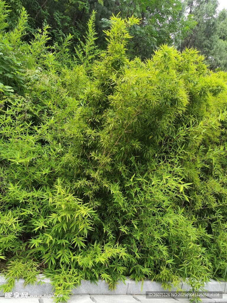 翠綠繁茂的植物景觀