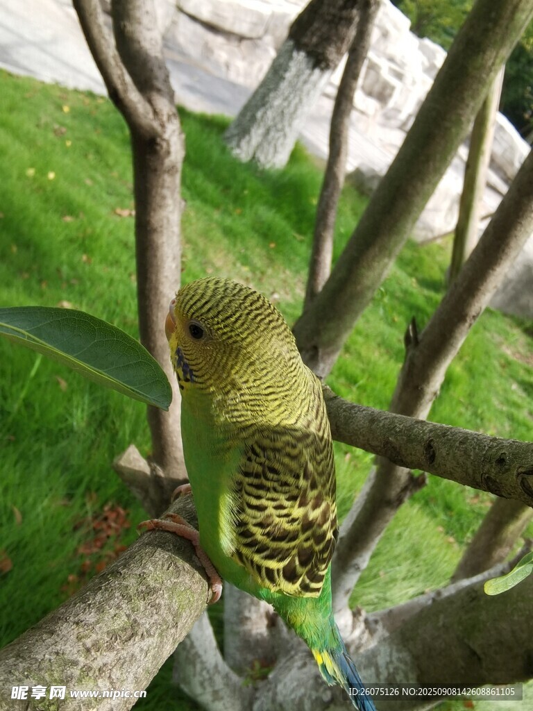 樹枝上的黃綠相間鸚鵡