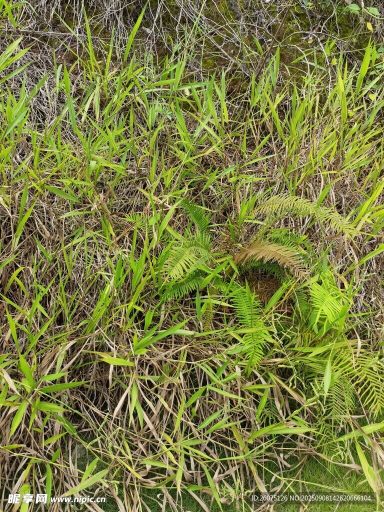 野外繁茂的綠色植物景觀