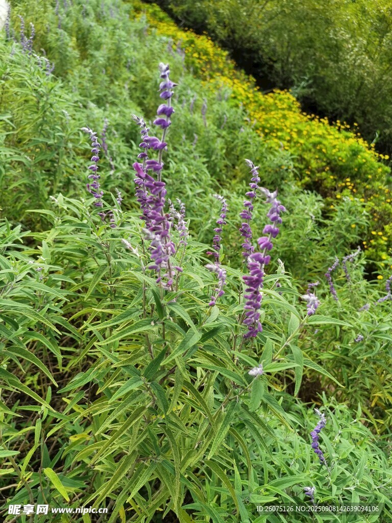 紫色花卉與綠植景觀