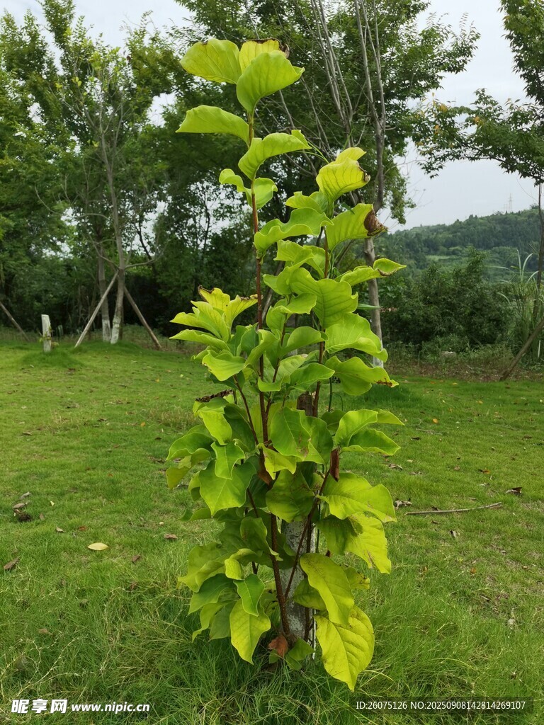 嫩綠樹苗挺立翠綠草地