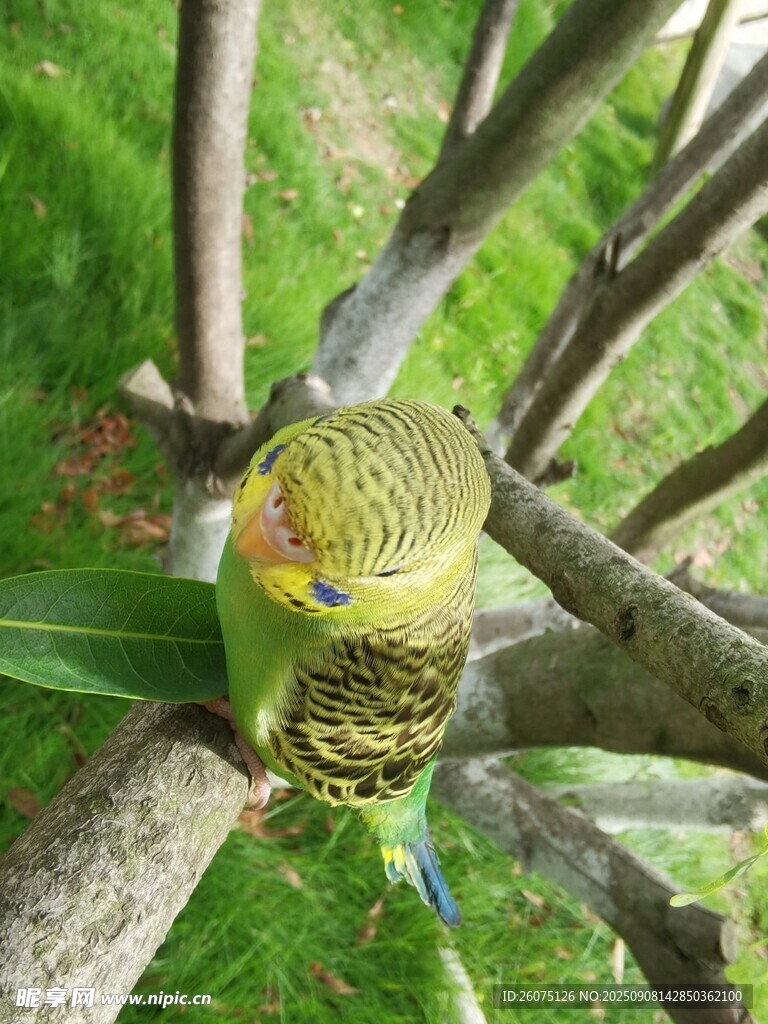 樹枝上的黃綠鸚鵡