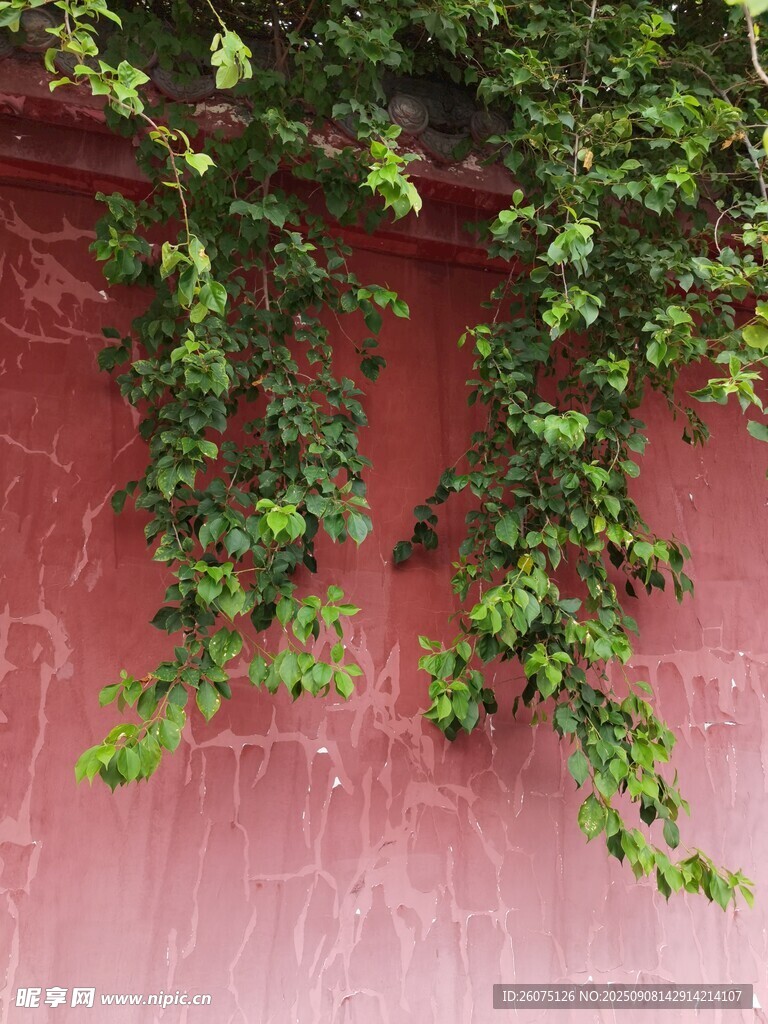 紅墻上的翠綠藤蔓