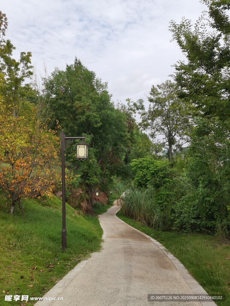 林間幽靜小路綠意盎然