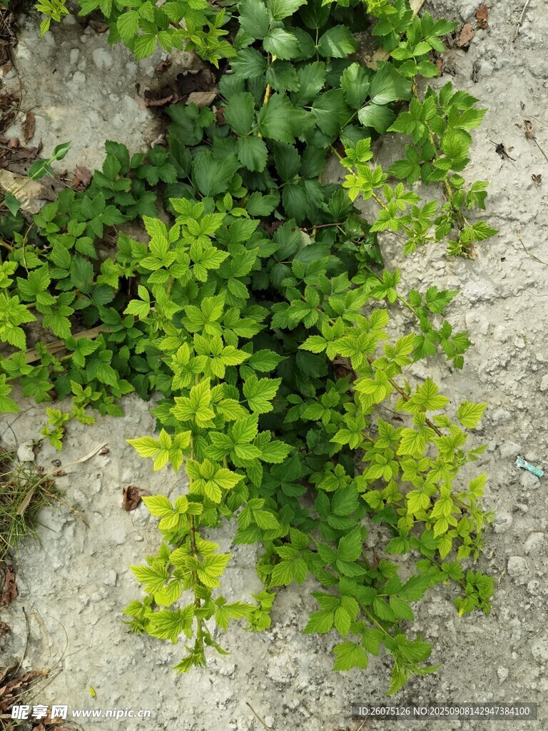 墻面攀爬的翠綠藤蔓植物
