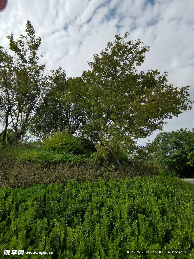 綠意盎然的自然景觀