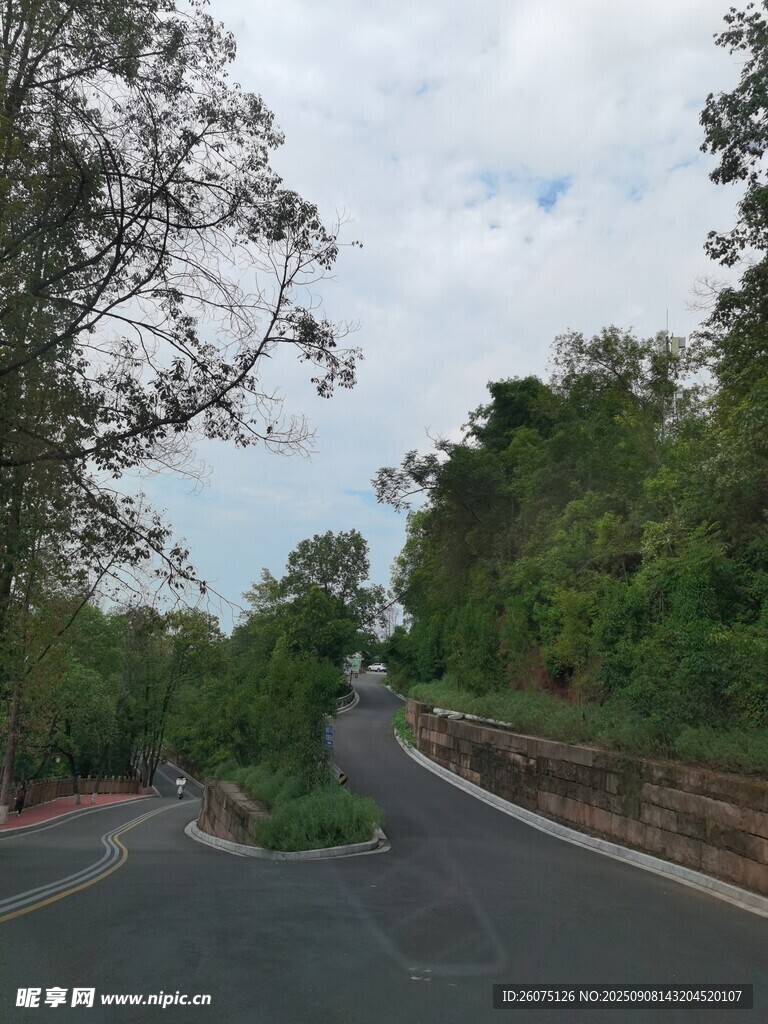 蜿蜒于林間的靜謐公路