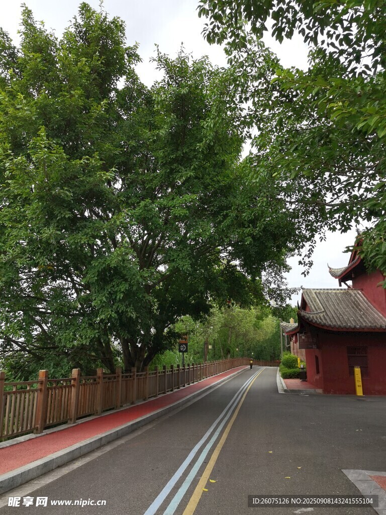 林蔭下的靜謐道路