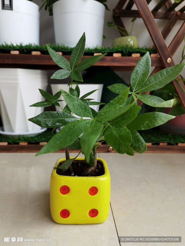 黃色花盆中的發(fā)財(cái)樹苗