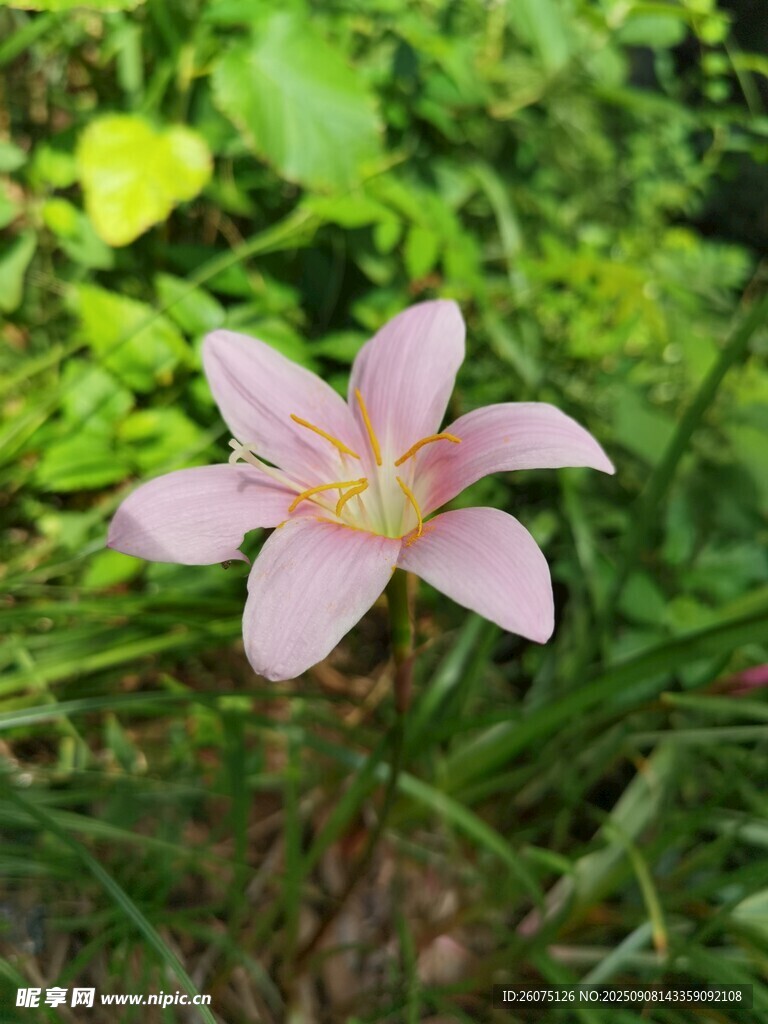 粉色蔥蓮花綻放于綠野