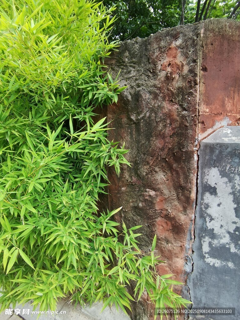 墻邊翠綠竹子與斑駁墻面