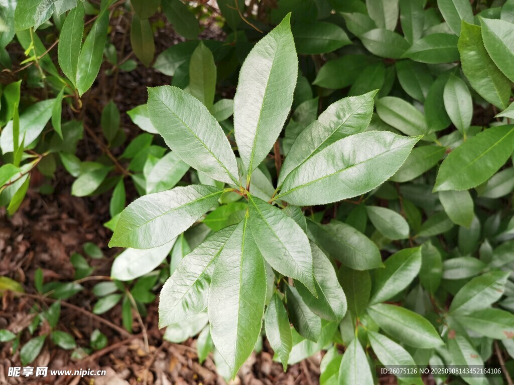 綠葉繁茂的植物特寫