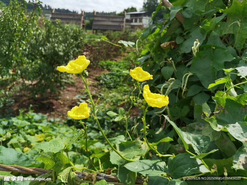 綠葉間綻放的黃色小花