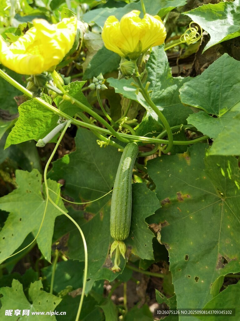 瓜藤上的黃色花朵與嫩綠絲瓜