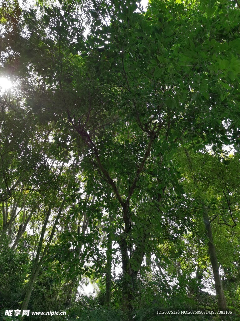 陽光灑落茂密森林