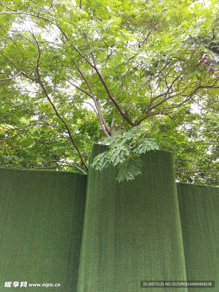 綠植環(huán)繞的綠色帳篷