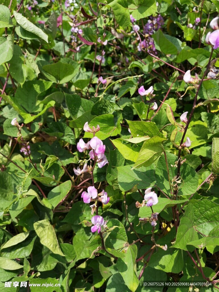 綠葉叢中的紫色扁豆花