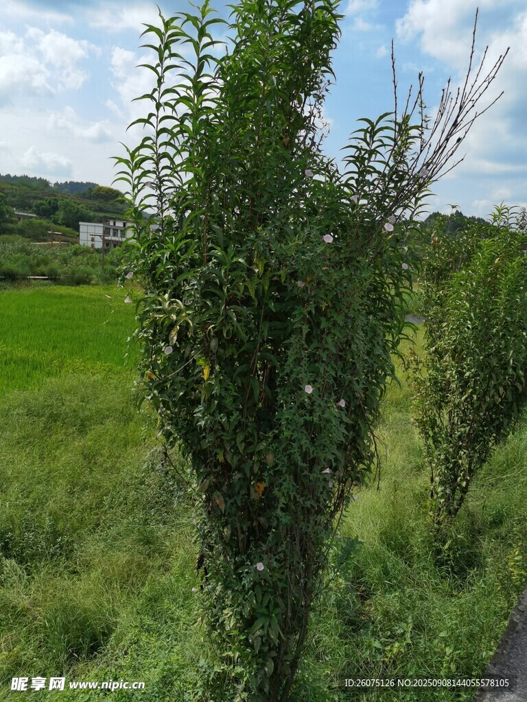 鄉(xiāng)村路旁綠植與田野風(fēng)光