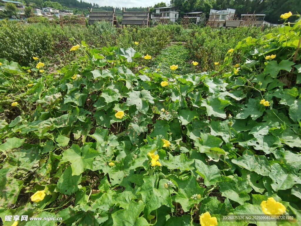 田野中的蓬勃瓜藤與黃花