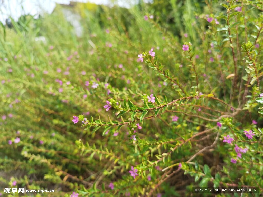 繁茂綠植間的點點紫花