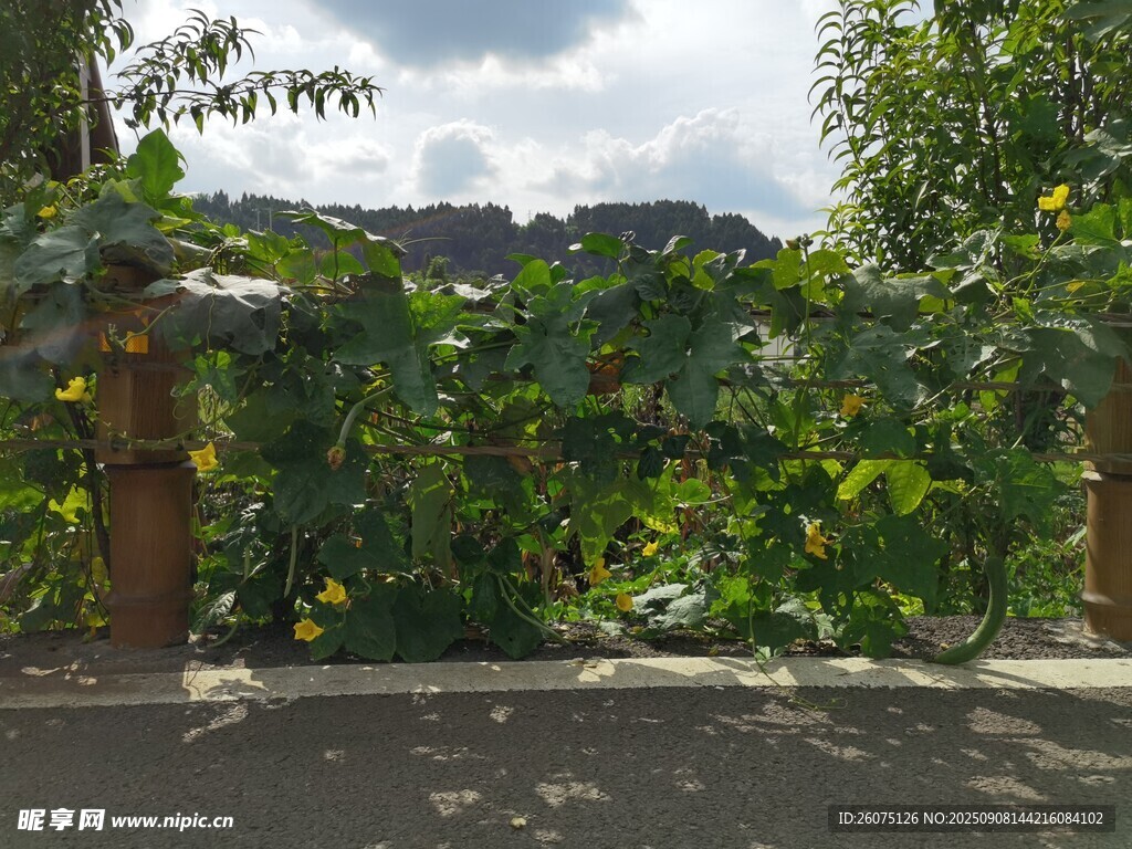 繁茂豆類(lèi)藤蔓環(huán)繞的戶(hù)外景致