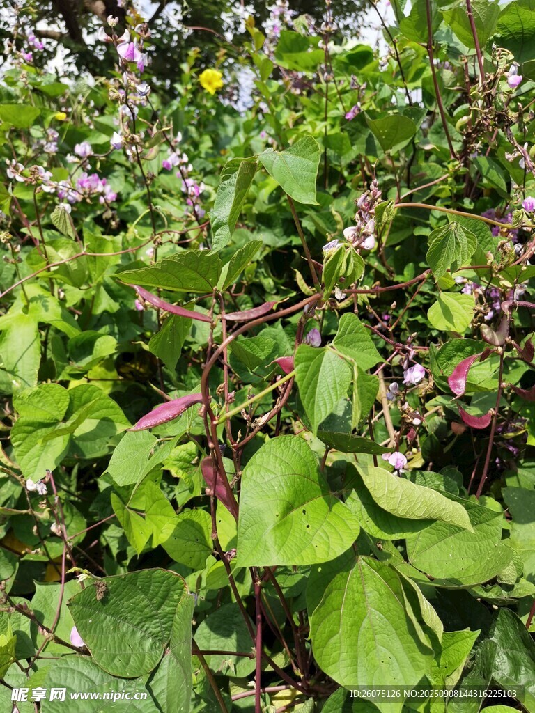扁豆藤蔓綠葉間的紫花植物