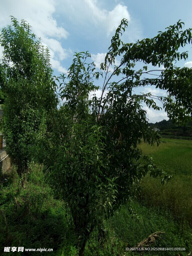 鄉(xiāng)村綠野中的蔥郁樹木