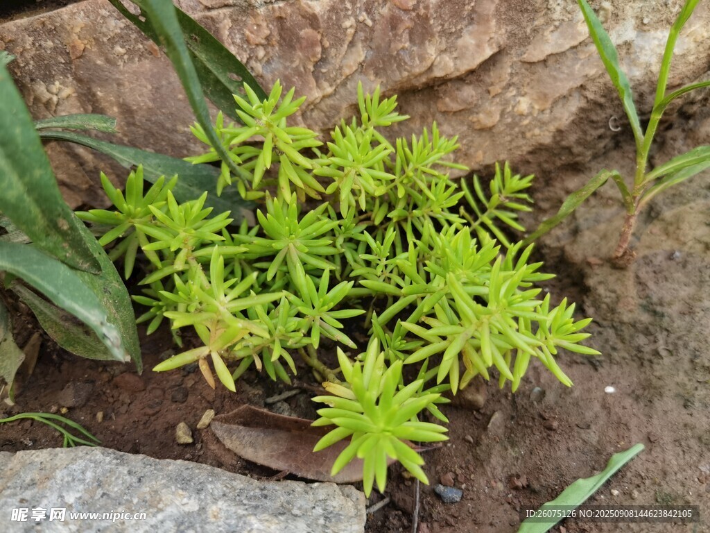 石縫間的綠色多肉植物