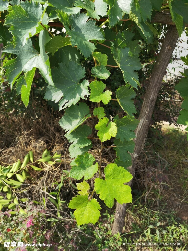 葡萄藤下的綠意生機(jī)