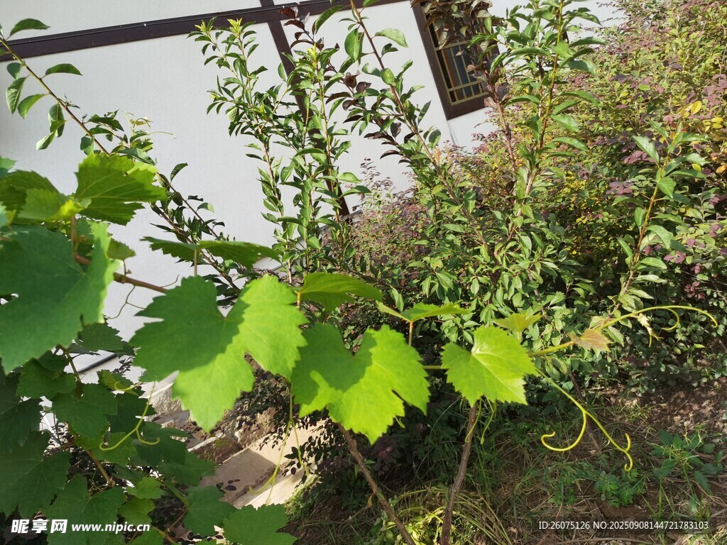 綠葉葡萄藤蔓植物戶外景象