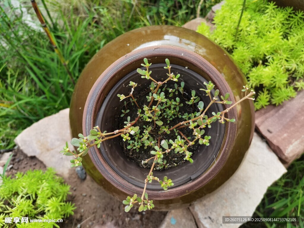 陶盆綠植置于草地間