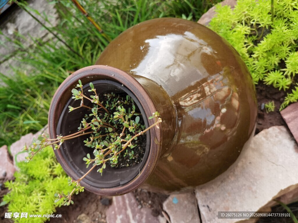 古樸陶盆中的綠植生機(jī)