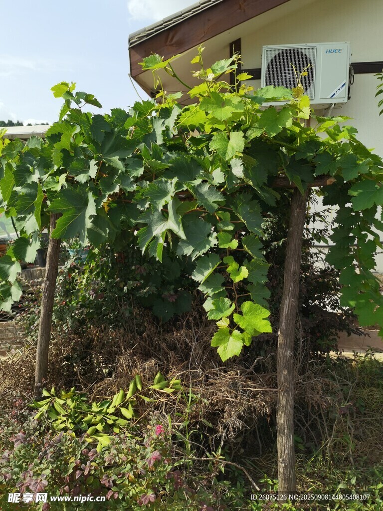 庭院中茂盛的葡萄藤架