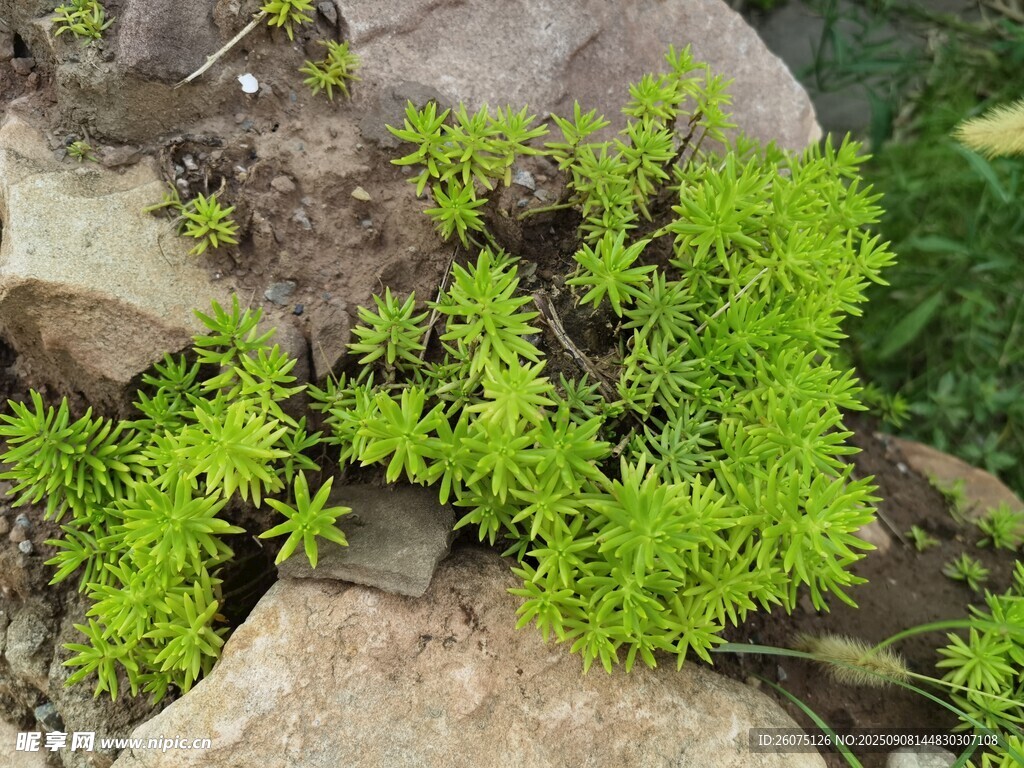 巖石間的翠綠植物