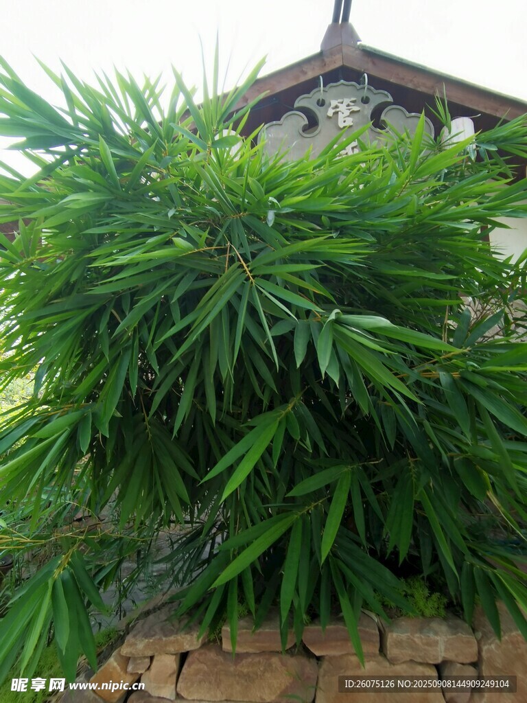 庭院中茂盛的翠綠竹子