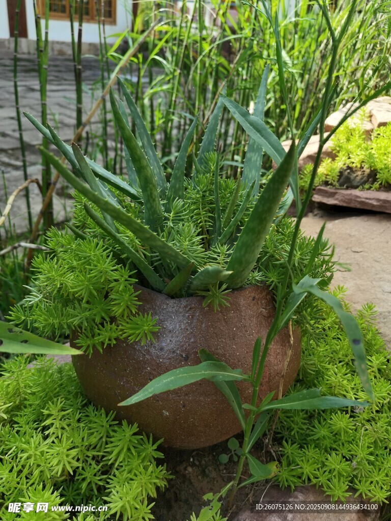 陶盆綠植盡顯自然生機(jī)