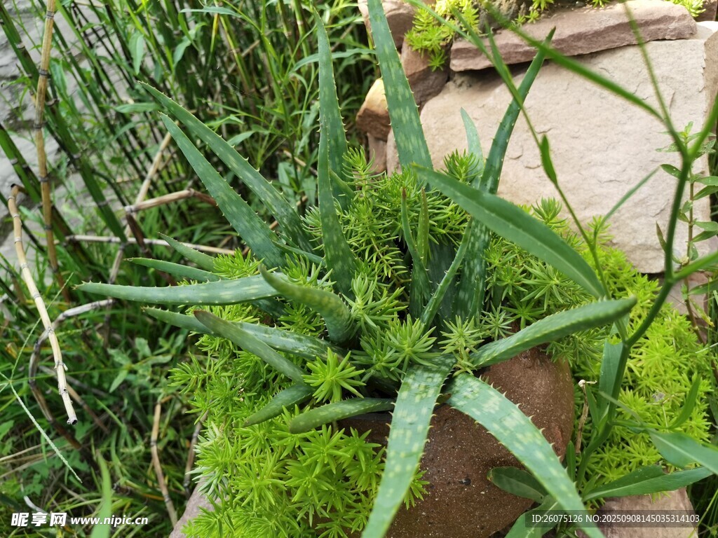 蘆薈綠植清新自然景象