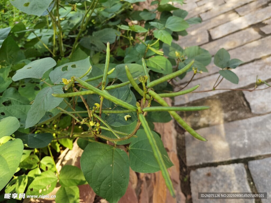 路邊綠豆種植枝葉繁茂