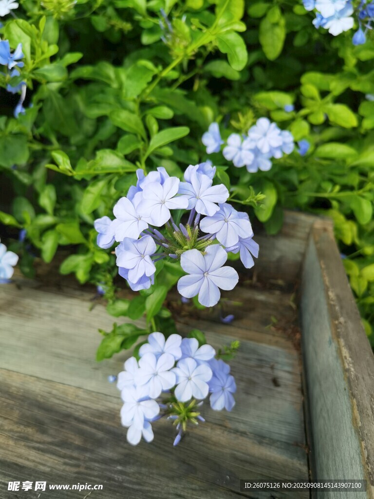 木邊綻放的藍色小花