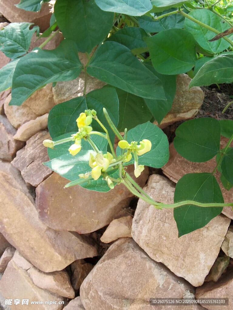 石縫間綻放的黃色綠豆花