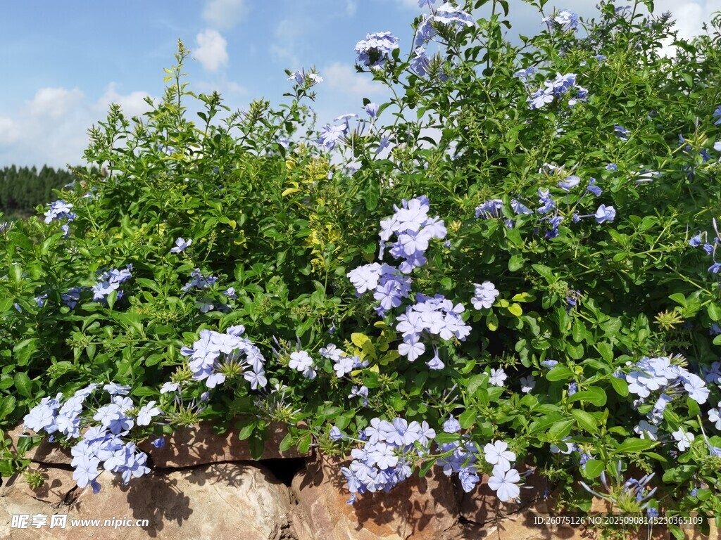 藍(lán)雪花綻放于蔥郁綠植間