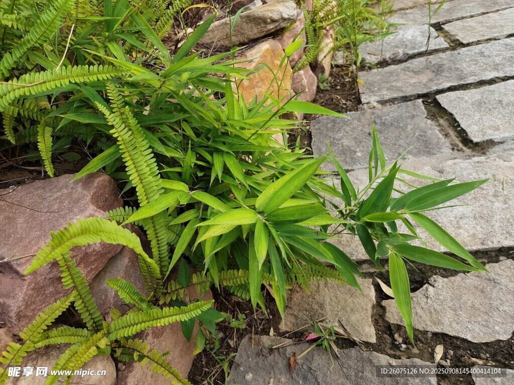 石縫間的翠綠植物