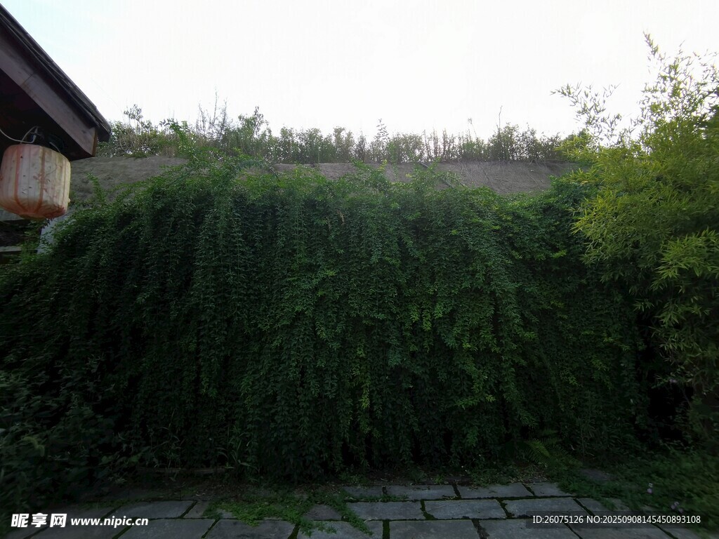 庭院中繁茂的綠植景觀
