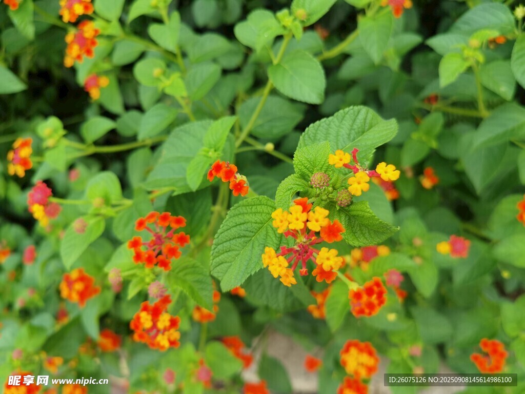 鮮艷橙花綠葉植物景觀